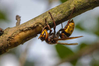 Close-up of insect on plant