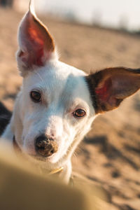 Close-up portrait of dog