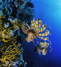 Fish swimming in sea