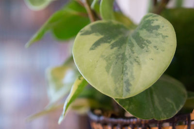 Close-up of plant