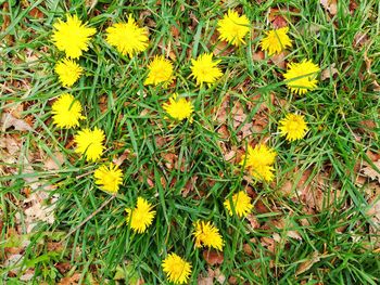 High angle view of yellow flowering plants on field