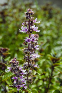 Close-up of purple flowers blooming outdoors