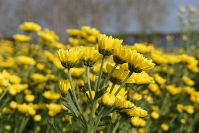 Close-up of fresh yellow flowers in field