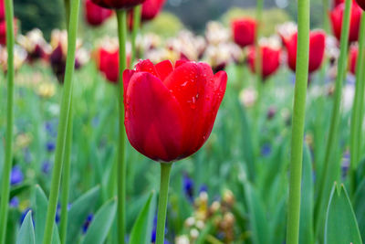 Close-up of red tulips during rainy season