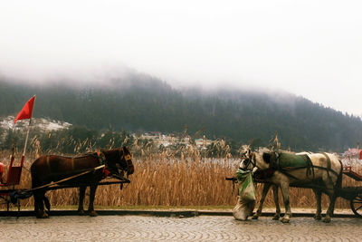 Horses in a field