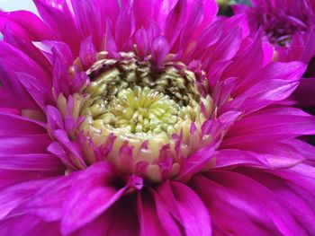 Full frame shot of pink flower