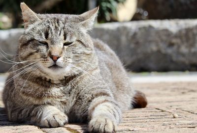 Close-up of a cat with eyes closed