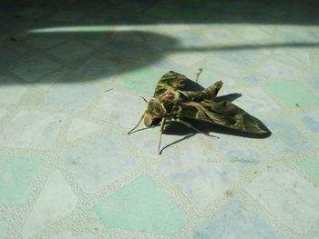 High angle view of insect on floor