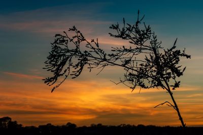 Low angle view of silhouette tree against orange sky