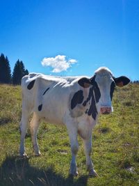 Cow standing on field against clear blue sky