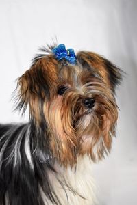 Close-up portrait of a dog