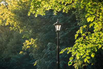 Low angle view of street light against trees