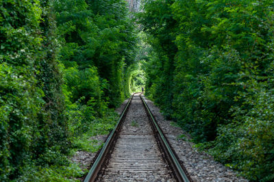 A natural love tunnel formed by trains cutting off the branches of the trees. unrecognizable people