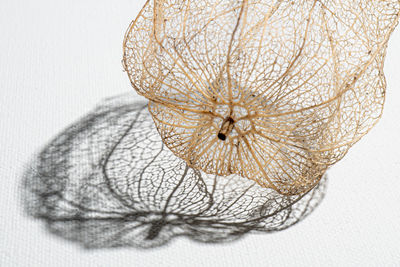 Close-up of dry leaf against white background