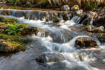 Scenic view of waterfall in forest