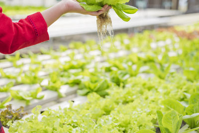 Vegetable owners inspecting vegetables in greenhouse farms. small food production business ideas