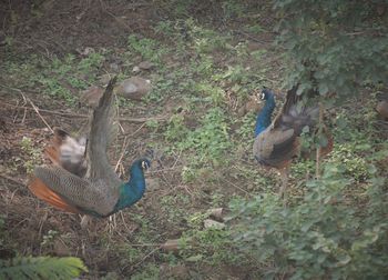 Ducks in a forest