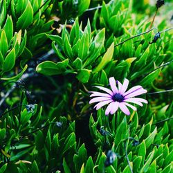 Close-up of purple flowering plant