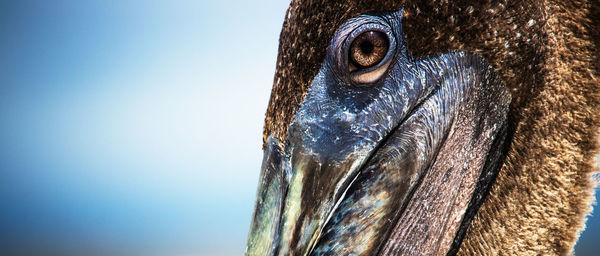 Brown pelican observing me with his clear brown eyes.