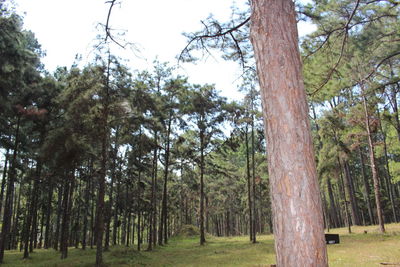 Trees growing in forest