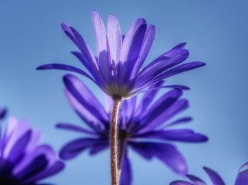 Close-up of purple flower against blue background