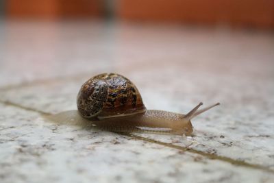 Close-up of snail on floor