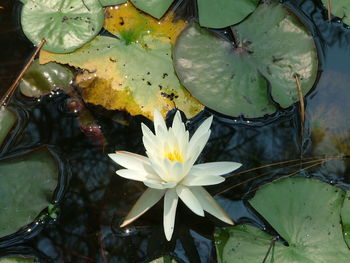 High angle view of lotus water lily in pond