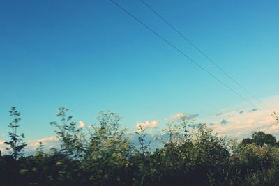 Low angle view of trees against clear blue sky