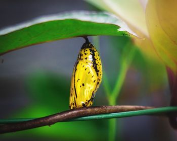 Golden cocoon