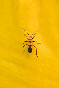 Close-up of spider on leaf