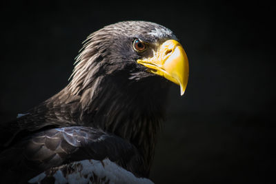 Close-up of eagle