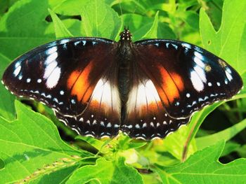 Close-up of butterfly on leaf