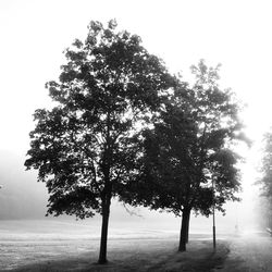 Single tree against clear sky