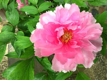 Close-up of pink flowers