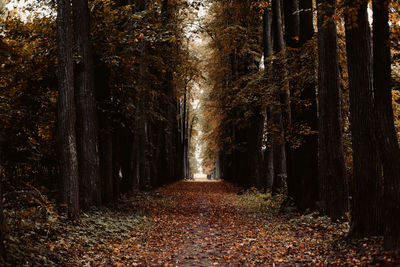 Sunlight falling on footpath amidst trees in forest during autumn