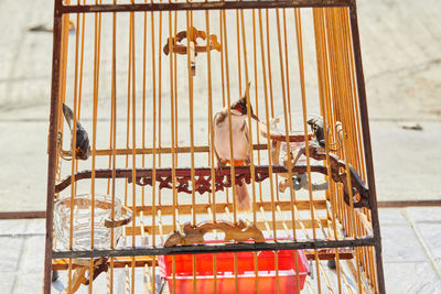 High angle view of bird perching on railing