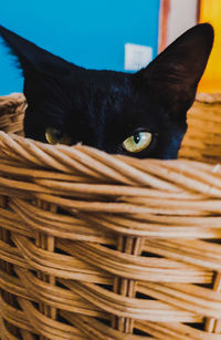 Portrait of black cat in basket