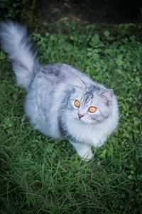 Portrait of cat on field