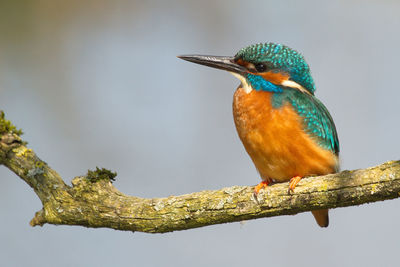 Kingfisher perching on branch