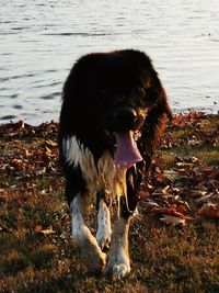 Dog standing in a water