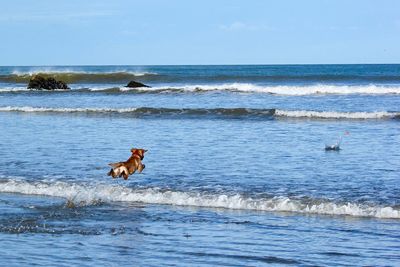 High angle view of dog catching a  ball in water