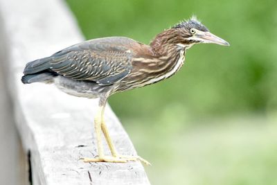Close-up of a black crowned night heron 