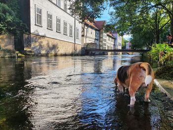 Dog standing in water