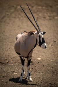 Gemsbok stands on stony ground turning head