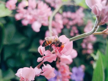 Close-up of insect on pink flowers