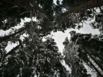 Low angle view of trees against sky