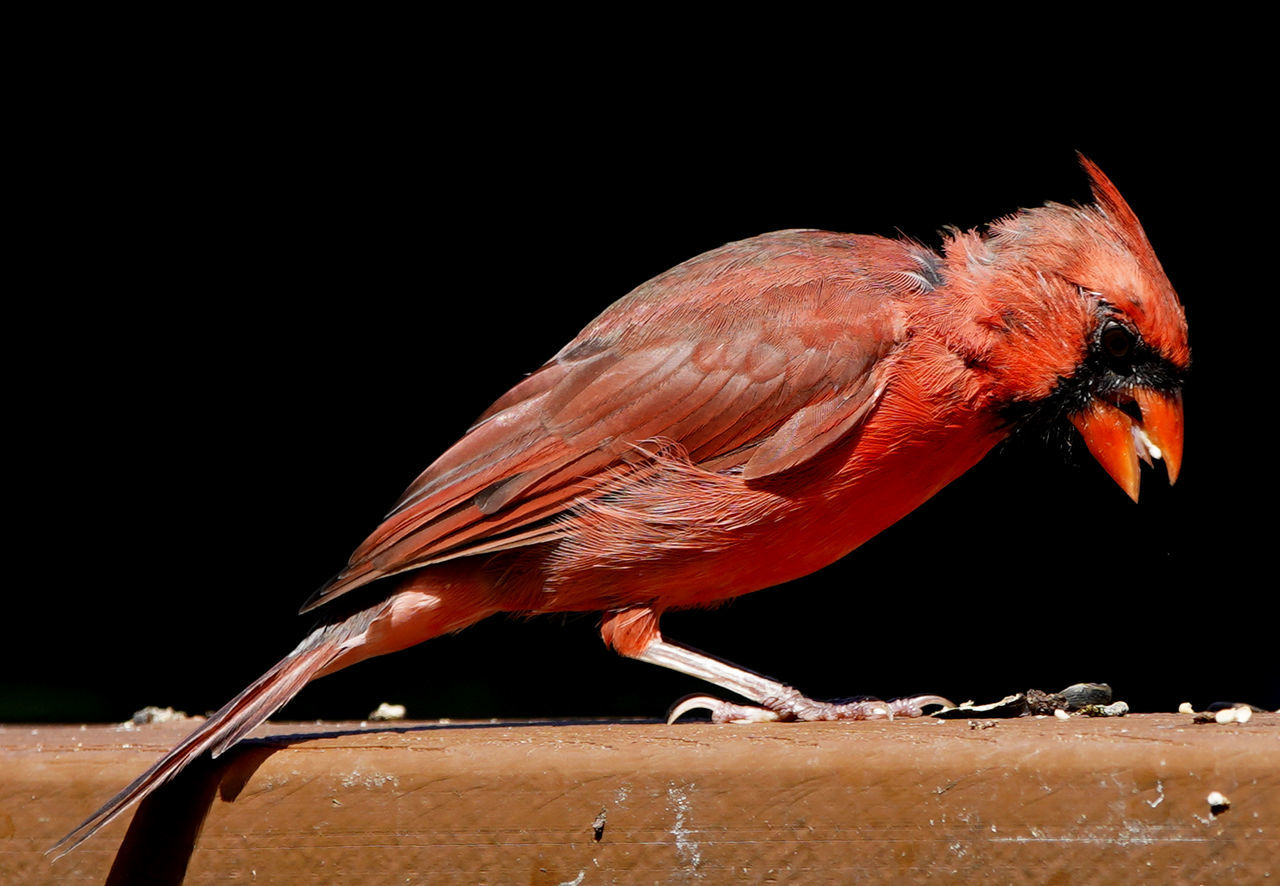 CLOSE-UP OF A BIRD PERCHING ON WOOD