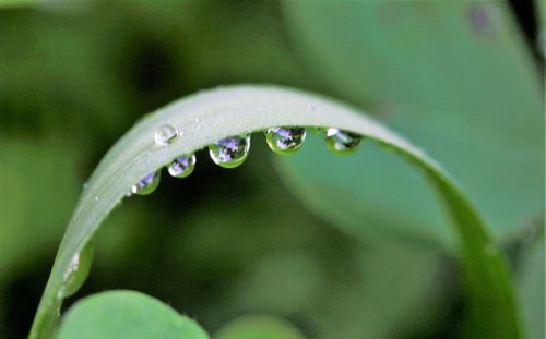 Close-up of water drops on leaf