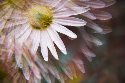 Close-up of flowering plant