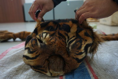 Close-up of hand holding cat